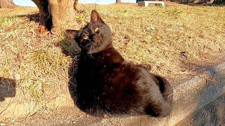 黒猫が座っていたので隣に座ってナデナデしたら他の猫もやってきた