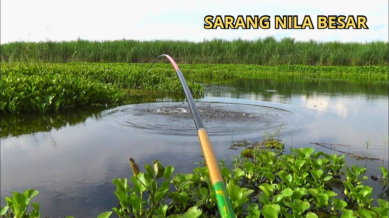 MENEMUKAN SARANG NILA BESAR DI PINGGIR PARIT! Ternyata Isinya Bikin Kaget!