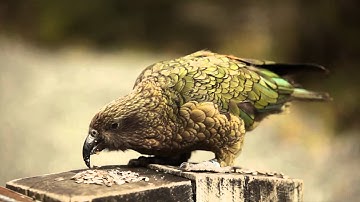 Kea - Homer Tunnel, New Zealand