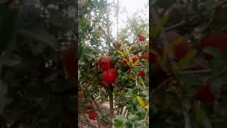 fruit center rajasthan pomegranate specialist 7869766692/9824510604