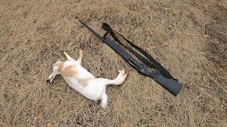 картинка: Открытие сезона охоты на зайца 2025–2026  Первая удачная охота!