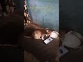 #cat #kitten #cats Cute cat reaction when other cat cry in mobile #tiger #catfight #viral #trending