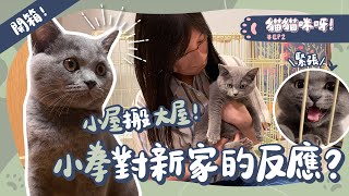 【貓貓咪呀 #EP2】貓咪小屋搬大屋小拳對新家的反應是....開箱貓咪用品生活日常英國短毛貓藍貓