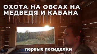 Охота на овсах на медведя и кабана. Первые посиделки на вышке #охота #охота2023#hunting2023 #медведь