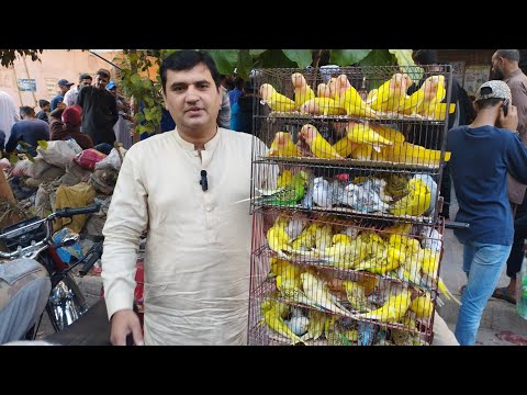 Birds Market Lalukhet Sunday Video Latest Update  10-12-23 in Urdu/Hindi