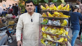 Birds Market Lalukhet Sunday Video Latest Update  10-12-23 in Urdu\/Hindi