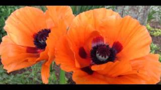 I created this video with the slideshow creator (http://www./upload)
two poppy flowers,where can buy flowers ,red fo...