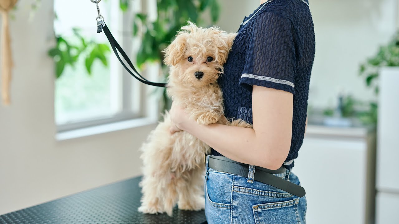 不安で抱きついてしまうマルプー、生後４ヶ月はじめてのトリミング