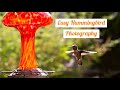 Easy Hummingbird Photography Tutorial How to Shoot Hummingbird Photos