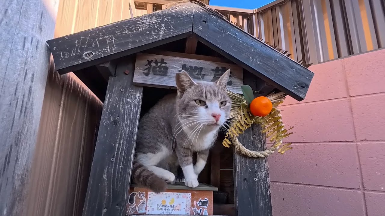 Wait… A Sweet Cat Came Out of a Jizo Statue!? A Miracle-Like