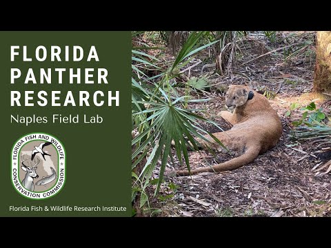 Naples Field Lab: Florida Panther Research