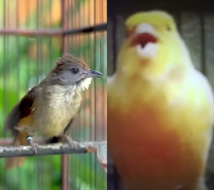 kapas tembak gacor vs kenari