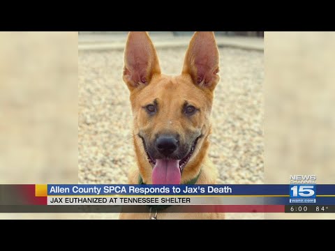 shelters-explain-why-dog-was-euthanized