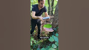 I 3d scanned mushrooms over several years for this 3d printed design!