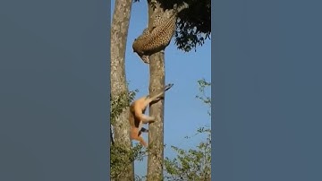 Leopard climbing on tree #leopard #deer