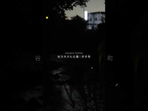 ホタル🐛✨飛び交う幻想的空間🧚🧙‍♂️🌟　Fantastic Firefly 　谷川ホタル公園｜井手町｜京都