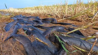 Unearthed Giants: Amazing Hand Fishing Monster Catfish & Redfish in Drought Fields!