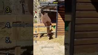Ranking Best Donkey Moments