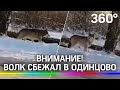 Внимание! Волк сбежал в Одинцово. Информация внутри