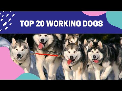 Top 20 Working