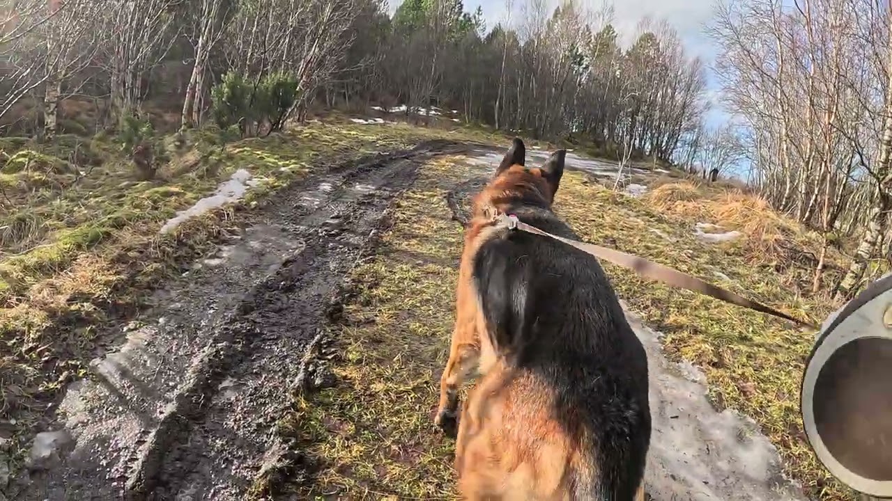 German shepherd on walk. Eros på tur.06.03.2026. Another one of you tubes most boring video.