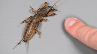 Mole Crickets: Facts & Myths Busted!