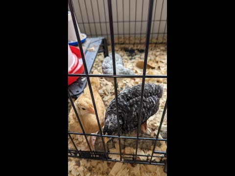 5 week old baby chicks update - Easter Eggers, Barred Rocks, Buff Orpingtons
