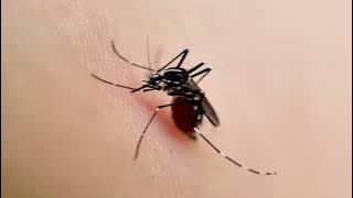 Say Goodbye to Mosquitoes with Nippon Paint MozzieGuard!