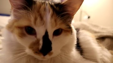 How to hack CS:GO undetected (WALL HACKS, & AIMBOT)