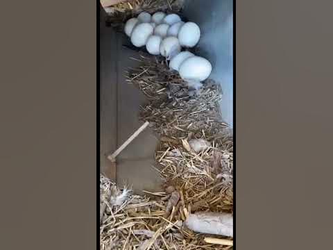 Plenty of eggs in one day - YouTube