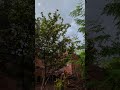 Weather of chiniot #chiniot #chill #like #subscribe