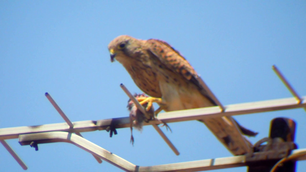 アヴェスター Situación desesperada para nuestros vecinos los cernícalos