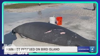 Florida local, state officials rescue stranded manatee