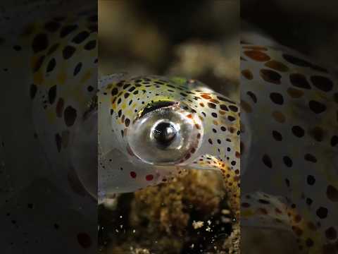 The Opalescent Squid #squid #marinelife #nightdiving