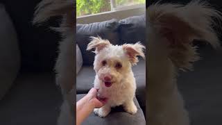 #toby #puppy #doglover #perros #perrosdivertidos #fyp