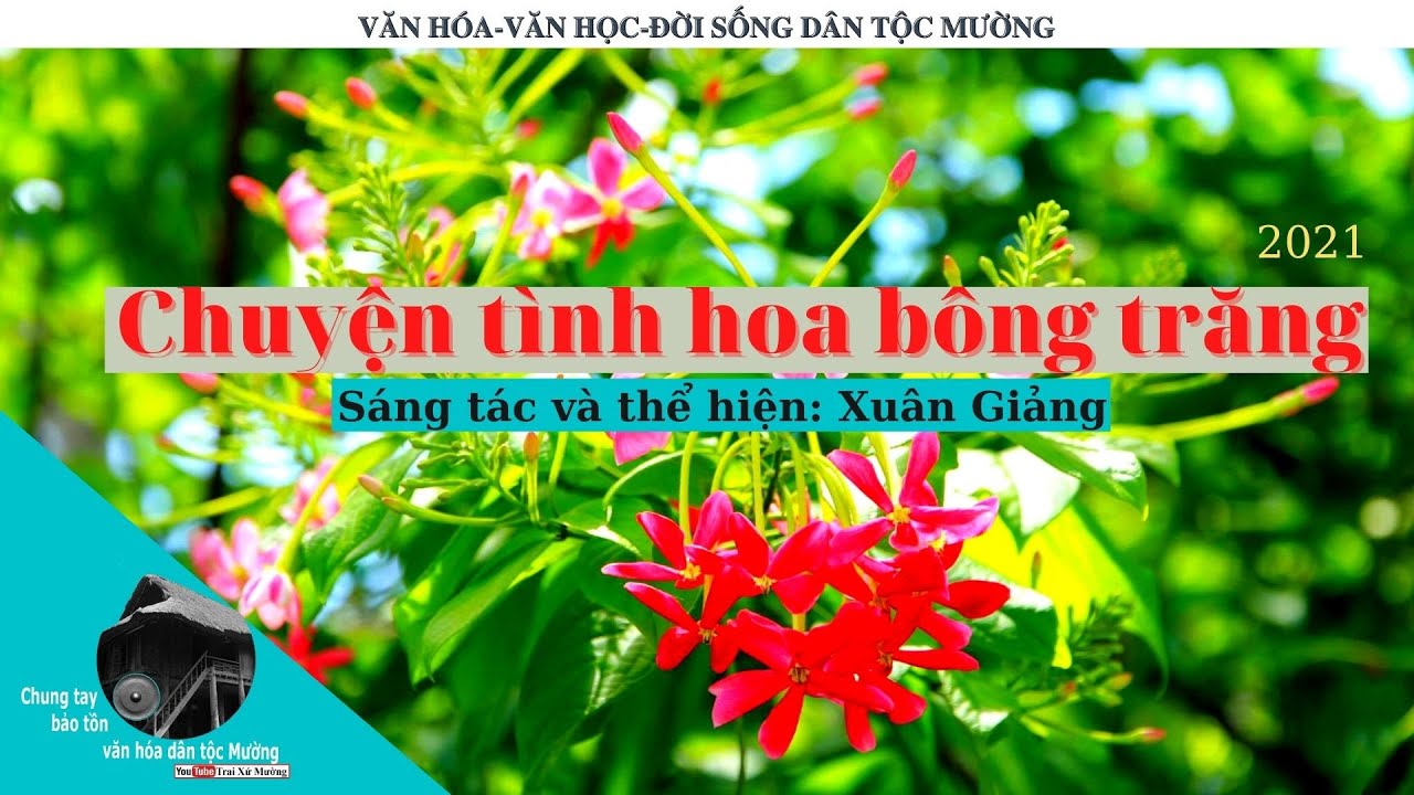 Chuyện tình hoa bông trăng (2021). Sáng tác và thể hiện: Xuân Giảng | Trai Xứ Mường