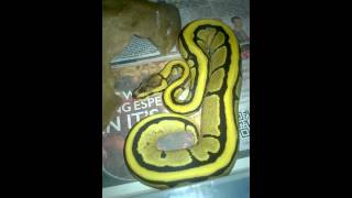 fire harlequin wide stripe ball/royal python i bred 2014
