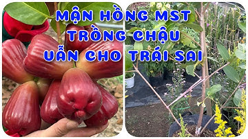 Cây Mận Hồng MST trồng chậu vẫn ra trái | 0386569374 - Ngọc Ngân Bến Tre | Chuyên cây độc lạ