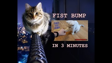 Easiest Trick to Teach your Kitten || Fist Bump || Clicker Training Tutorial