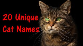 20 Most Unique Cat Names