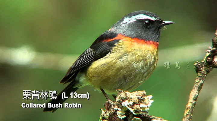 2015台湾特有种野鸟27新版 - 天天要闻