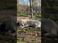 Скорее бы лето🐺☺️ полярная волчица отдыхает на солнце.