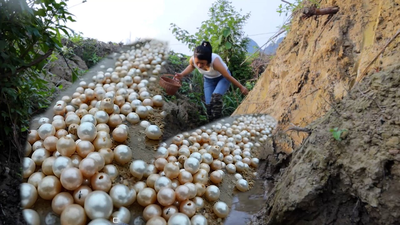 Girl uncovers century old mutant clams and rare treasures with bare hands