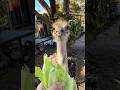 Bonzo has a new home! #animal#nature#farm#farming#Ostrich#texas#birds#bird#cute#pets#pets#shorts