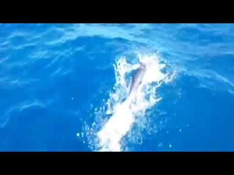 Delfines en la proa del velero Bandolero. Vacaciones de verano en velero.