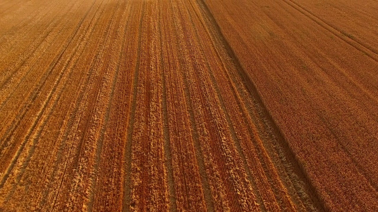 aerial view of golden field wheat field and dust crop growing tip - YouTube