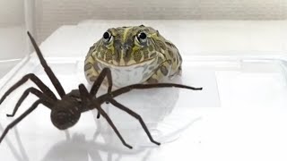 Mira Lo Que Hace La ARAÑA Mas VENENOSA Del Mundo ?