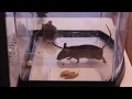 Can Mice fit through a hole the size of a quarter, nickel, or dime? - HD 720p