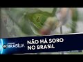 Conheça o destino da Víbora-Verde-de-Voguel entregue ao Ibama | Jornal SBT Brasília 15/07/2020