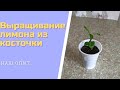 Выращивание лимона из косточки в домашних условиях